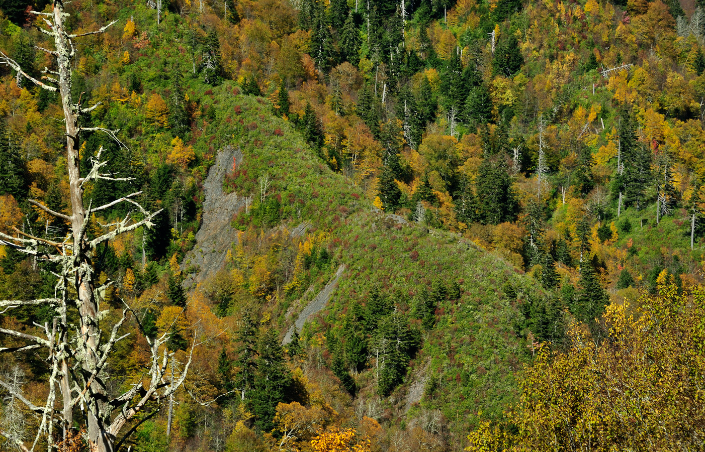 Blue Ridge Parkway [150 mm, 1/80 sec at f / 11, ISO 400]